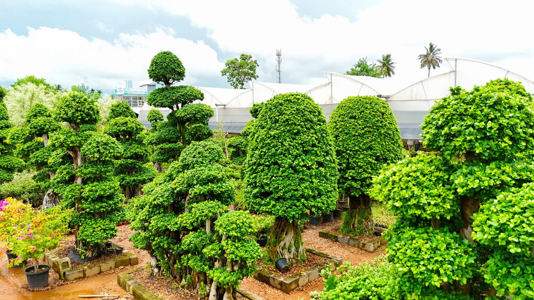 Exotic & Rare Plants for Indian Homes