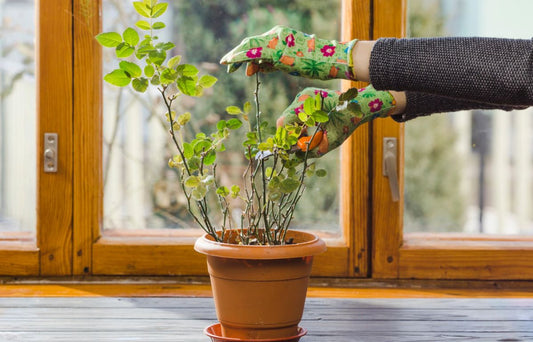 Vastu Shastra for Gardens: Best Plant Placement for Home & Office