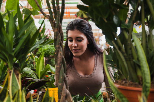 Air-Purifying Plants for Indian Homes: What Actually Works