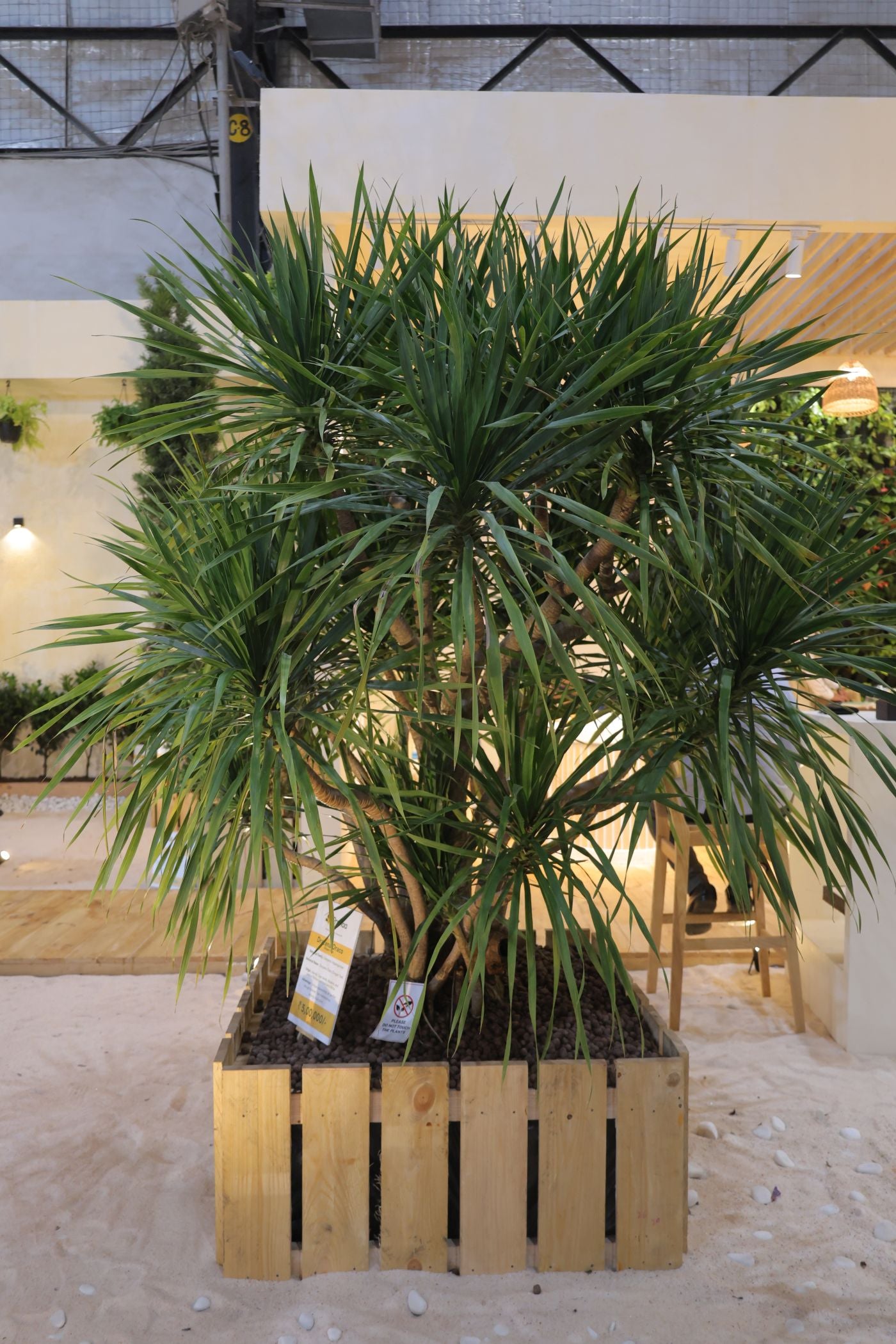 Dracena Draco (Dragon Tree)
