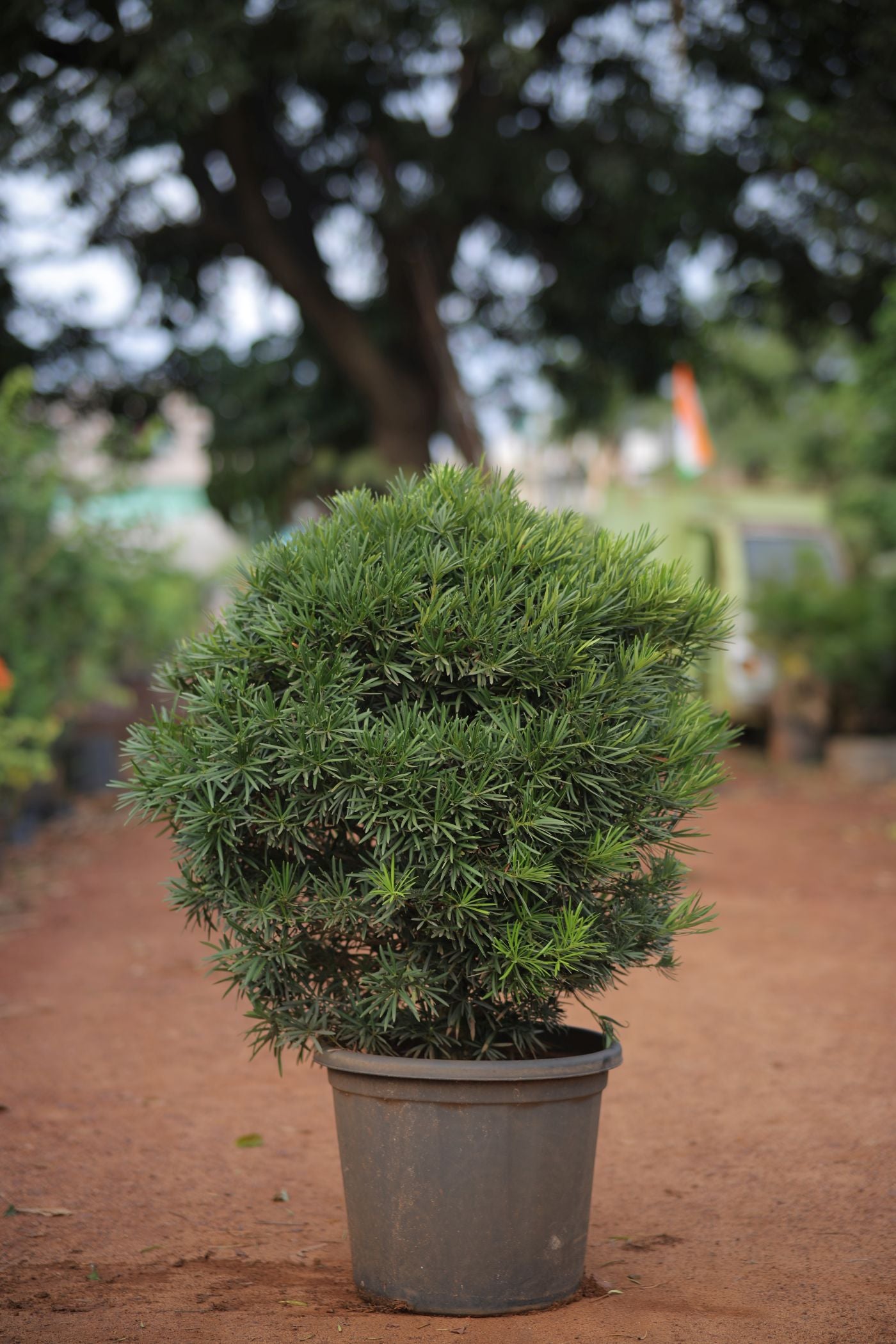 Podocarpus (Ball Shape)