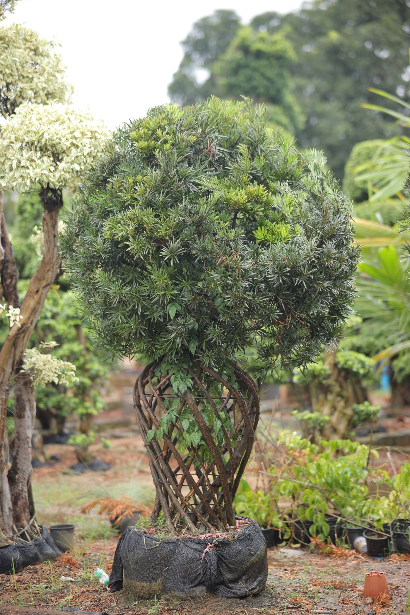 Podocarpus