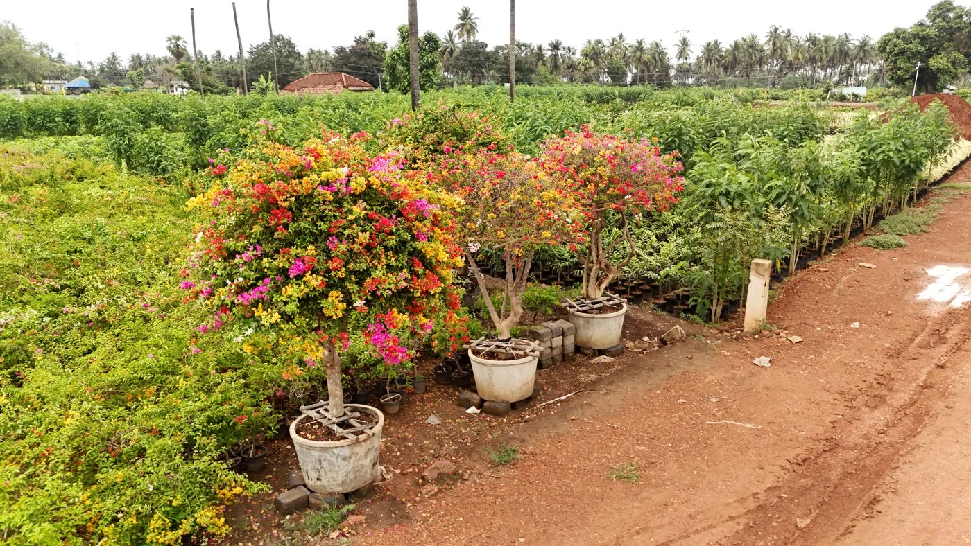 Multi Colour Bougainvillea