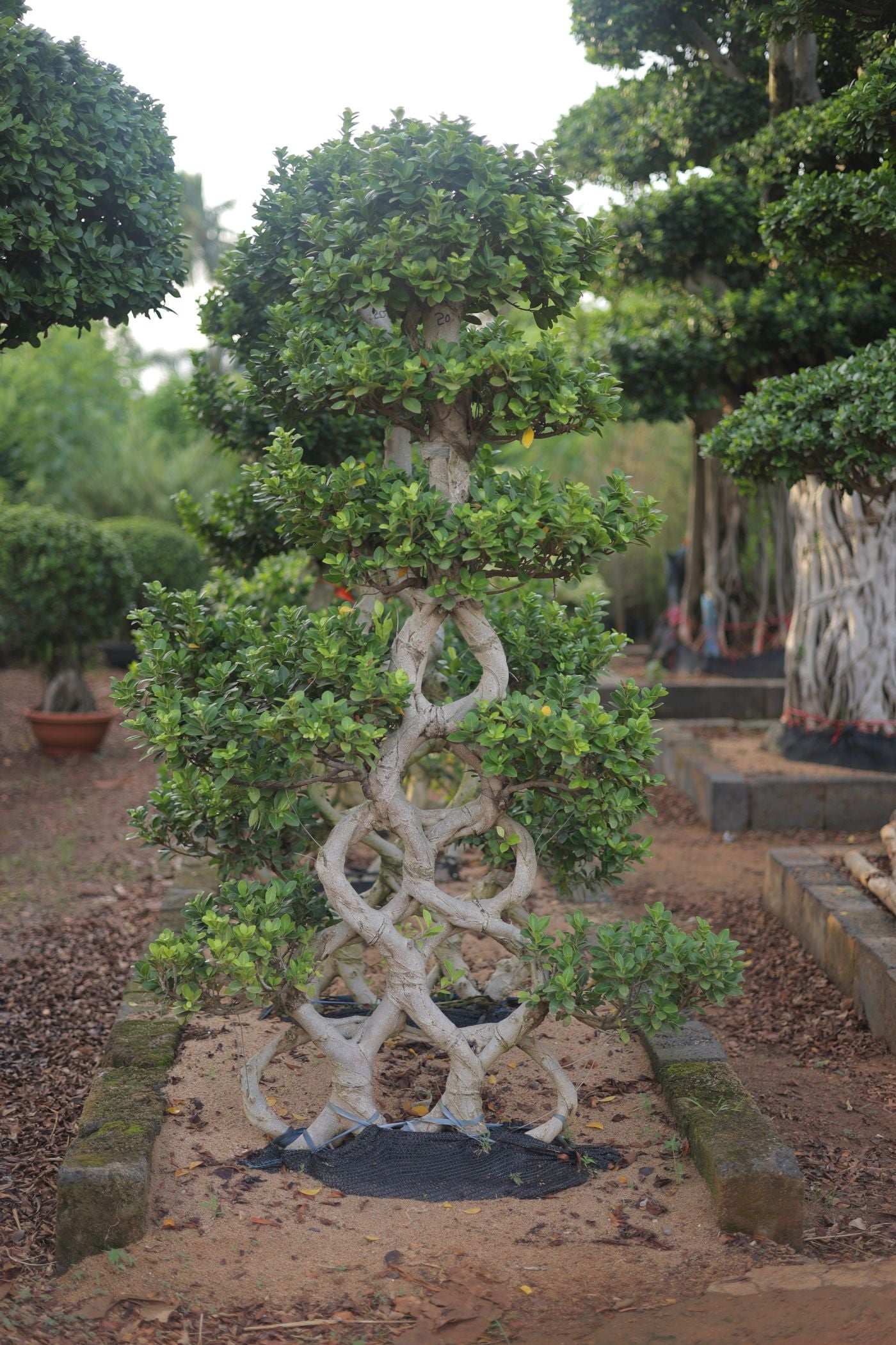 Ficus Topiary (Vertical)