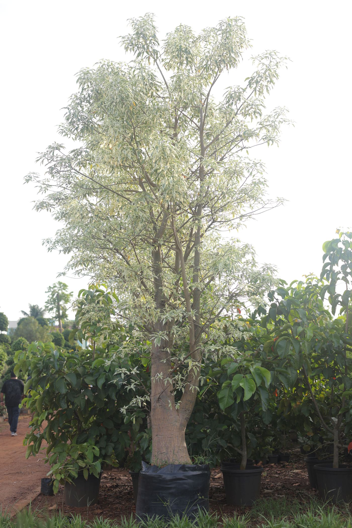 Brachychiton Rupestris (Queens Land Bottle Tree)
