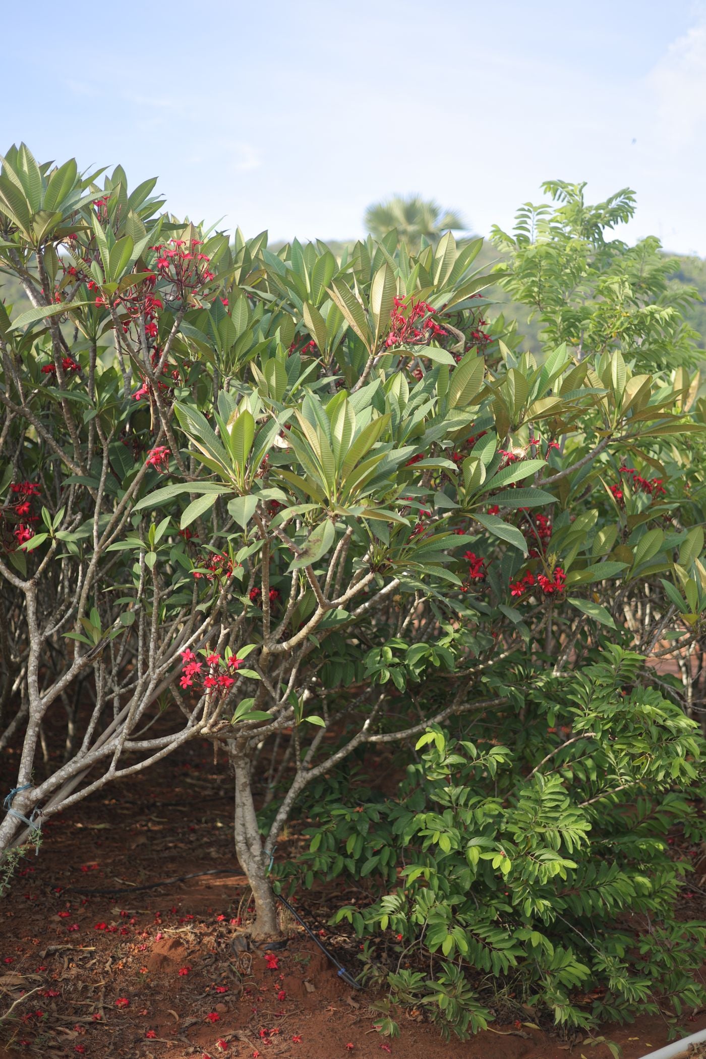 Plumeria (Red Frangipani)