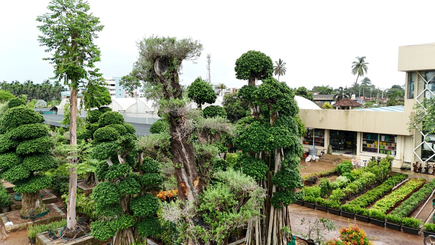 Rainbow Tree Eucalyptus Deglupta