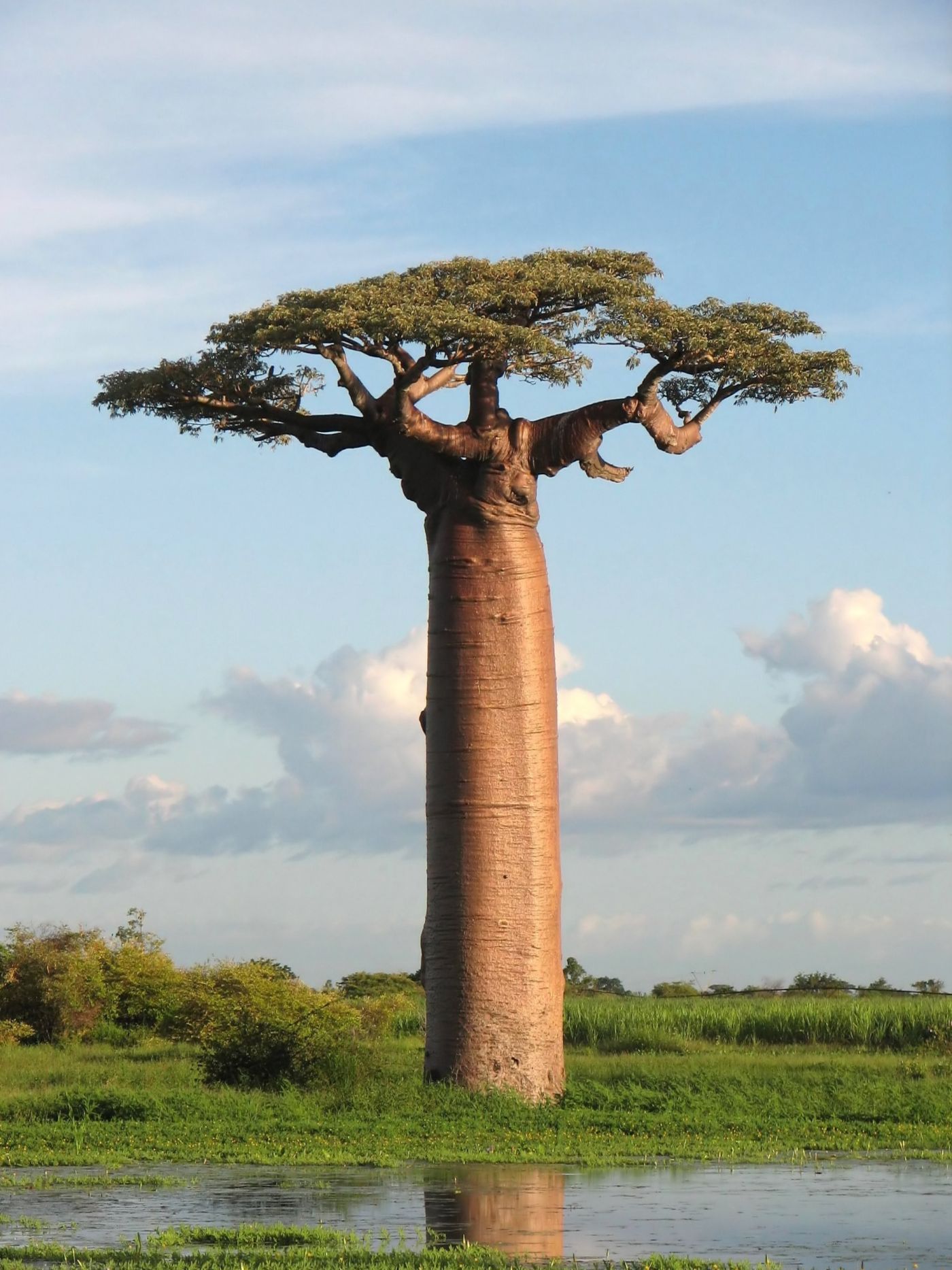 Adansonia Digitata Tree Verigated (Baobab Tree)