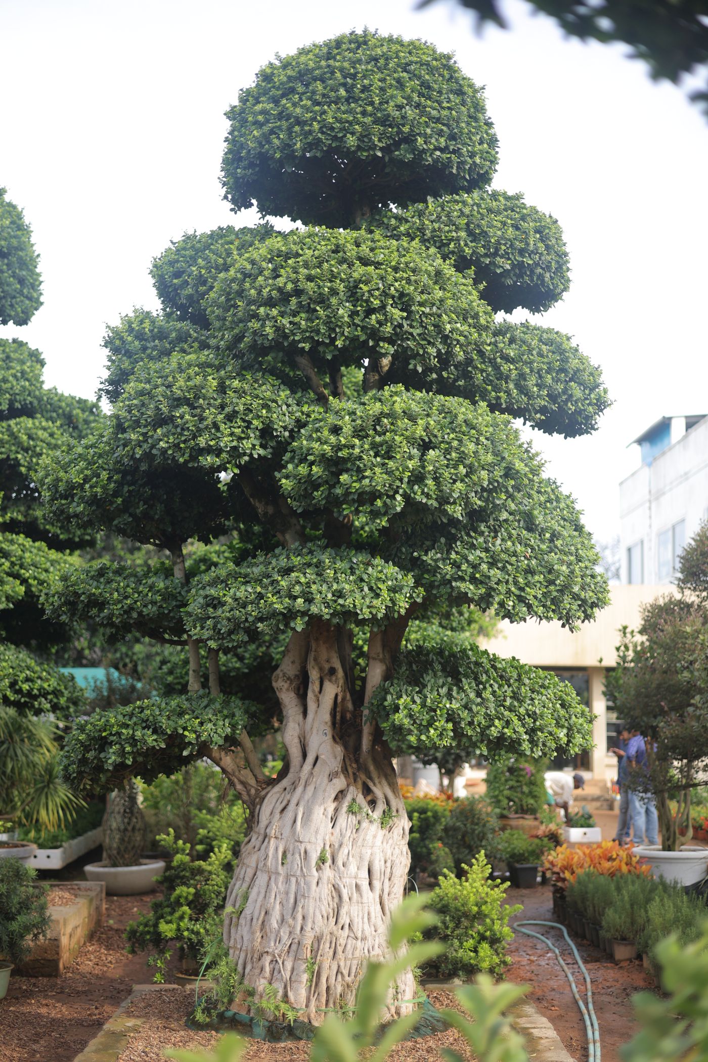 Ficus Topiary (Vertical)