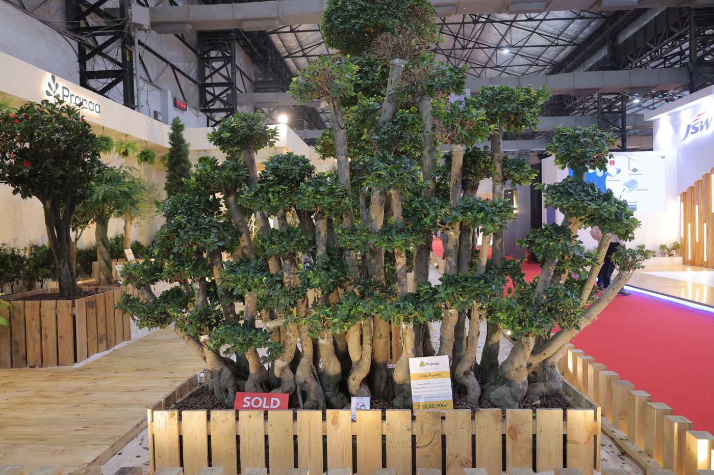 Ficus Topiary (Horizontal)