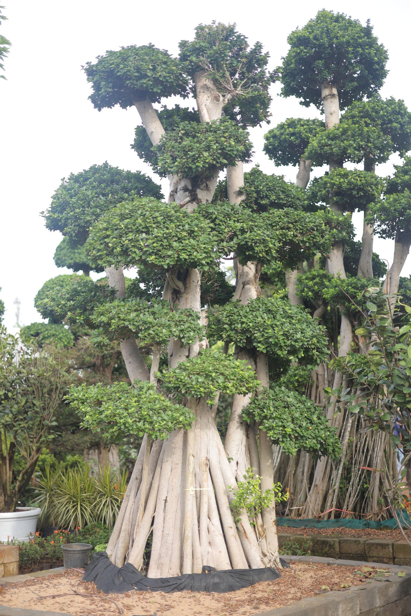 Ficus Topiary (Vertical)