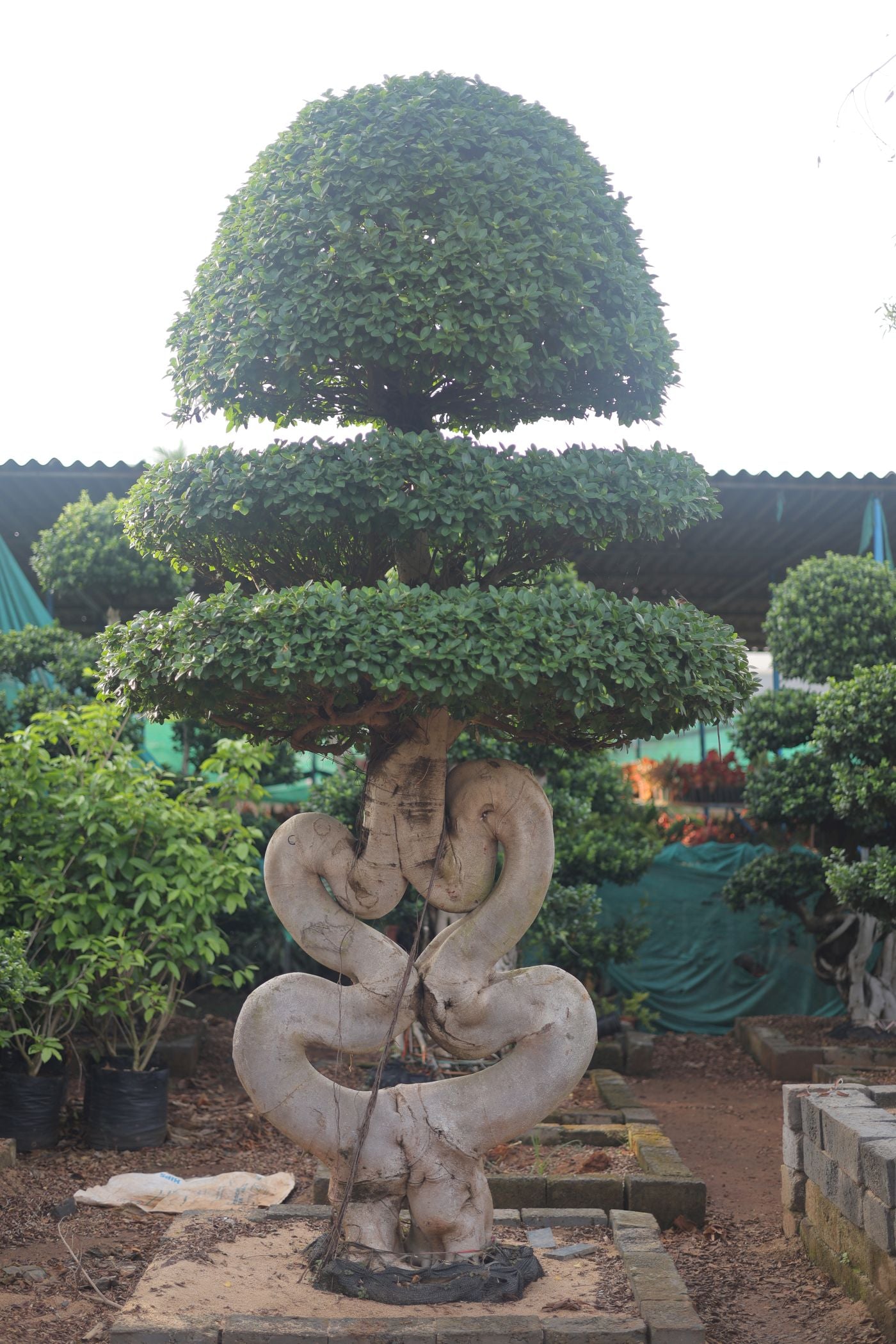 Ficus Heart