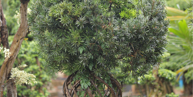 Meditational and Herbal Plants