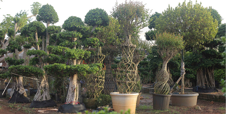 Exotic Plants and Topiary