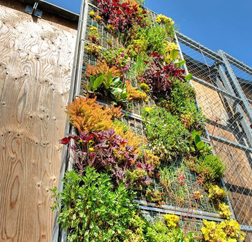 Mixed-Species Textural Walls